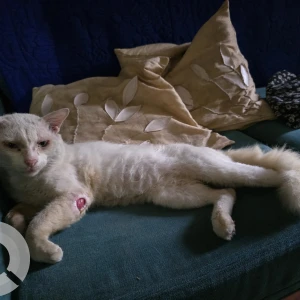 A White Indian Cat Missing from Chennai