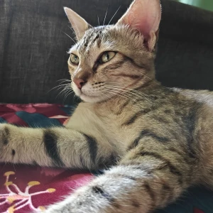 A Black and Brown Indie Cat Missing from BDA Layout BTM 4th Stage, Bengaluru
