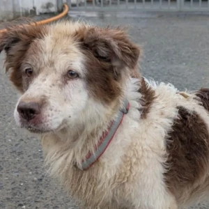 A White-Brown Mix Mixed breed Dog Missing from Sector 102, Gurugram-2