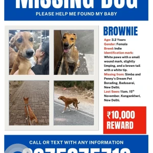 A Brown Indie Dog Missing from Kanganheri, New Delhi-2