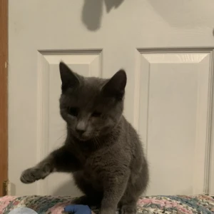 A Grey Mixed Breed Cat Missing from 7370 Adamsville Road