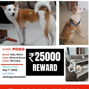 A White-Brown Mix Indie Dog Missing from Ramagondanahalli, Bengaluru