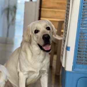 A White-Brown Mix Labrador Dog Missing from Hyderabad