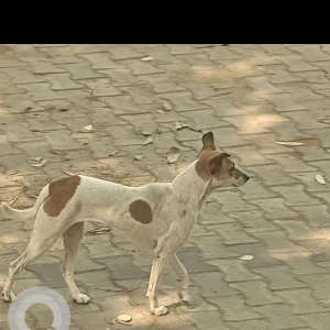 A White-Brown Mix Indie Dog Found from Ardee City, E Block, Sector 52