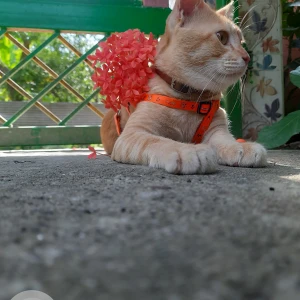 A Orange Local Cat Missing from Hatigaon, Guwahati-2