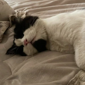 A Black and White Ragdoll Cat Missing from 9-4-51/A/5/2 Hakeempet tolichowki