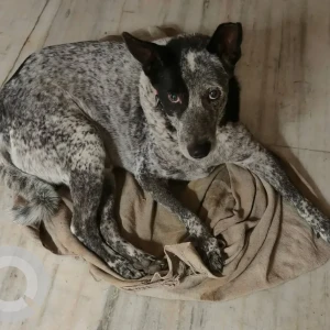 A Black and White Indie (Indian Dog) Dog Missing from Last seen at G 10 lane, G Block Malviya Nagar
