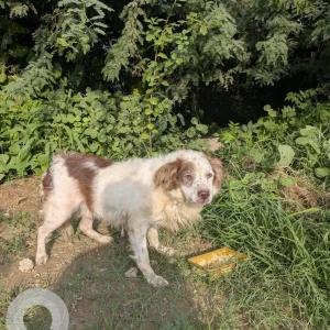 A White-Brown Mix Mixed breed Dog Missing from Sector 102, Gurugram-2