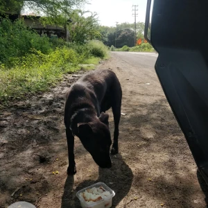 A Black Desi breed Dog Missing from Bhopal, Bhopal-2