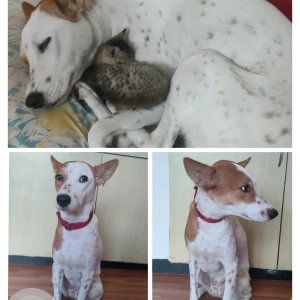 A White-Brown Mix Indian Dog Missing from Chennai-2