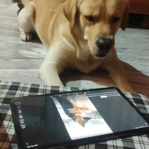 A Golden Labrador Dog Missing from JLN marg service lane opposite GENPACT JAIPUR-2