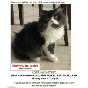 A Black and White Persian Cat Missing from Chetpet, Chennai