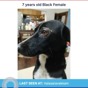 A Black Indian Dog Missing from Valasaravakkam, Chennai