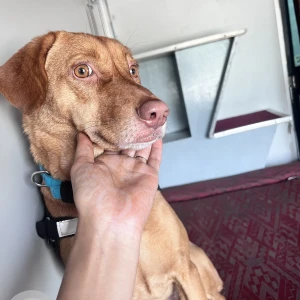 A Brown Indian Pariah mix Dog Missing from Hyderabad-2