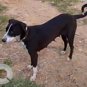 A Black and White Indie Dog Missing from Aishwarya crystal Layout, Manipal County Road, Singasandra, Bengaluru - 560068, India