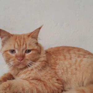 A Orange Persian Cat Found from Langar Houz, Hyderabad
