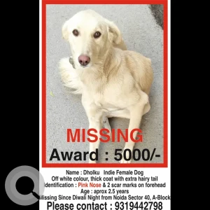 A Light Brown Indian Dog Missing from Sector 40, Noida