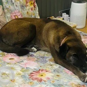 A Black and Brown Desi (Indian ) Dog Missing from New Delhi-2