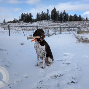A White-Brown Mix German shorthaired pointer Dog Missing from Salmon arm