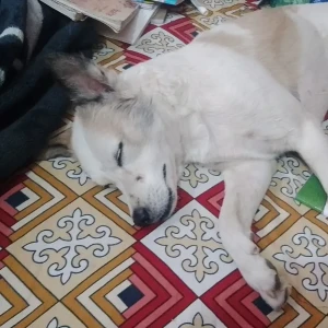 A White-Brown Mix Pom mix Dog Found from Sarita Vihar, New Delhi-2