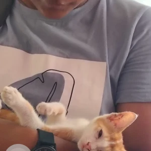 A Golden Indie Cat Missing from Ulubari, Guwahati-4