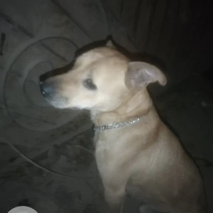 A Brown Look like pitbull Dog Found from Kuvempu Nagar, Stage 2, BTM Layout