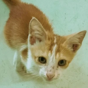 A Golden Indie Cat Missing from Ulubari, Guwahati-2