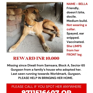 A Brown Indie Dog Missing from Sector 65, Gurugram