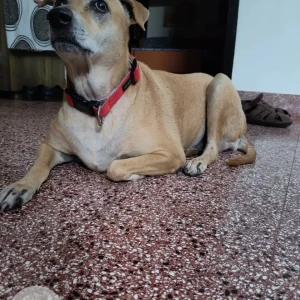 A Brown Native Indian Dog Missing from Gopalapuram, Chennai