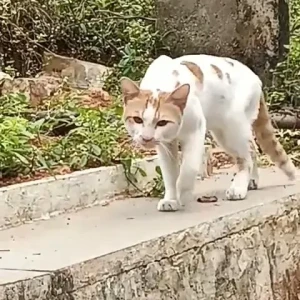 A Other Indian Cat Missing from Ujaleshah dargah, akberbagh-2