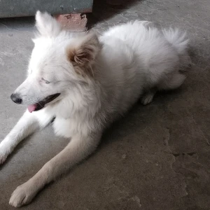 A White Pomeranian Dog Missing from Ludhiana-2