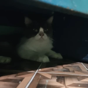 A Grey-White Mix Persian Cat Found from Chennai-2