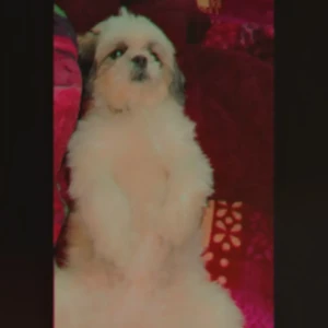 A White-Brown Mix Shih Tzu Dog Missing from Sector 39 B-2