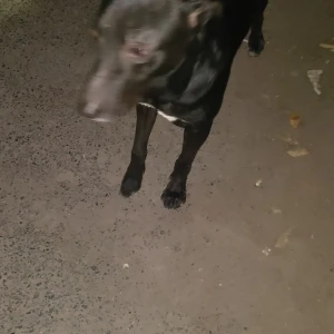 A Black Desi (Indian ) Dog Found from Vikaspuri, New Delhi