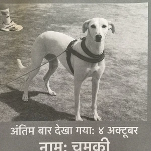 A White Indie Dog Missing from Pragpura