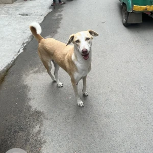 A White-Brown Mix Indie Mix Dog Found from Bengaluru