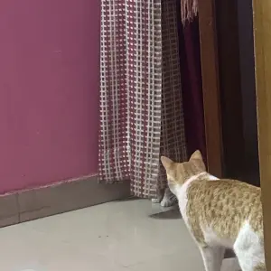 A Light Brown Indian Cat Missing from Vasant vihar phase 2-4