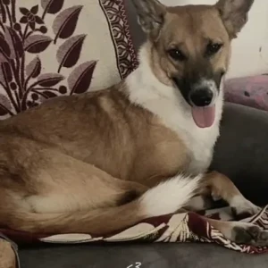 A White-Brown Mix Indian Street dog Dog Missing from Bengaluru-3