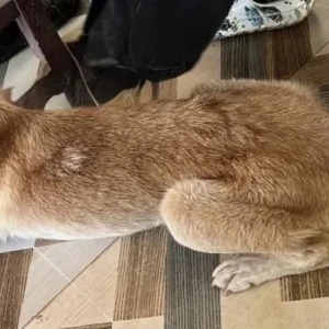 A Light Brown Street dog Dog Missing from Bouta Waddo, Assagao-4