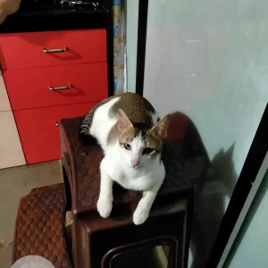 A White and Grey Stray cat Cat Missing from New Panvel East, Navi Mumbai