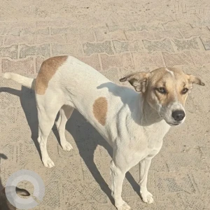 A White-Brown Mix Indie Dog Found from Ardee City, E Block, Sector 52-2