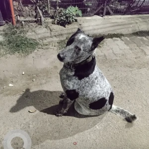 A Black and White Indie (Indian Dog) Dog Missing from Last seen at G 10 lane, G Block Malviya Nagar-2