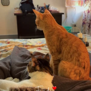 A Orange Indian Orange Cat Missing from Ghaziabad-4