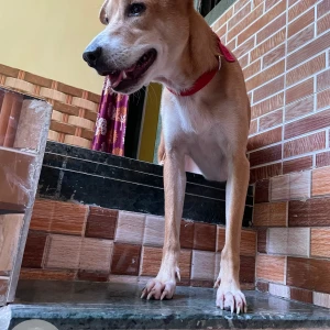 A White-Brown Mix Indian Dog Missing from Mumbai-2