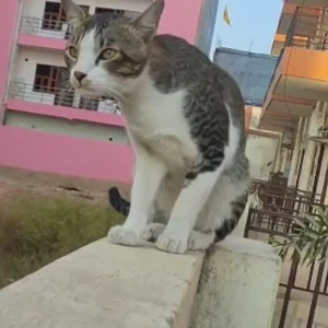A White and Grey Indie Cat Missing from Gurugram