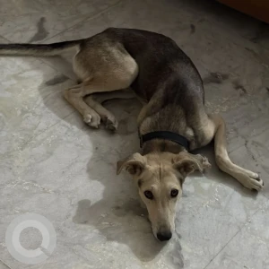 A Grey-White Mix Indie Dog Found from Patel Nagar, Gurugram