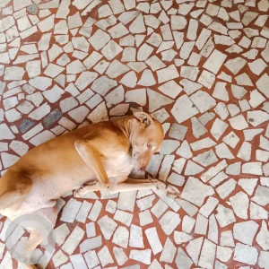 A Brown Indie Dog Missing from Mumbai-4