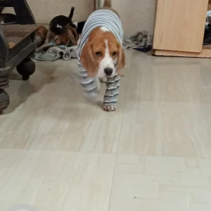 A White-Brown Mix Beagle Dog Missing from 118 shaniwar peth nene ghat nadi patra-3