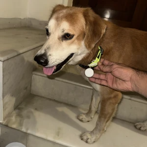 A Brown Indie Dog Found from Dlf phase 1