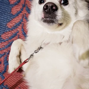 A White Pomeranian Dog Missing from BUDHESWAR, Lucknow